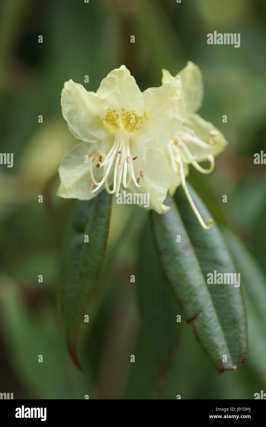 flowers of Rhododendron lutescens Stock Photo