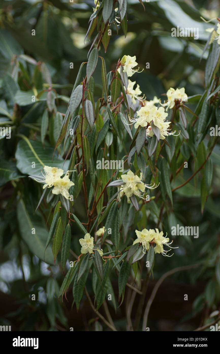 flowers of Rhododendron lutescens Stock Photo