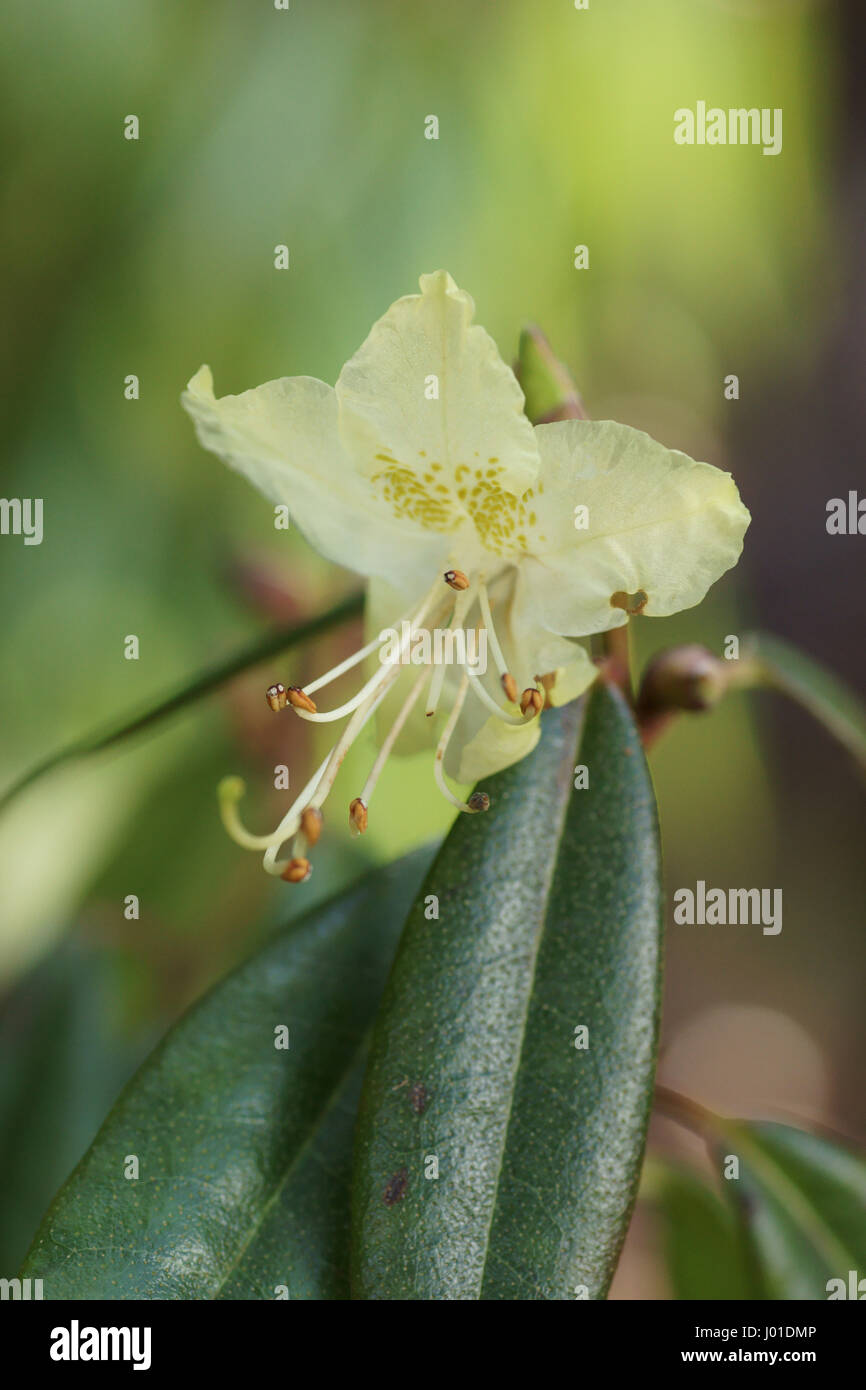 flower of Rhododendron lutescens Stock Photo