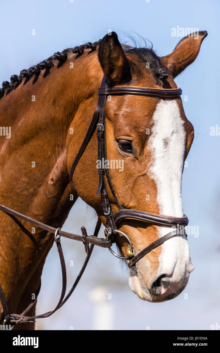 Horse with halter Stock Photo Alamy