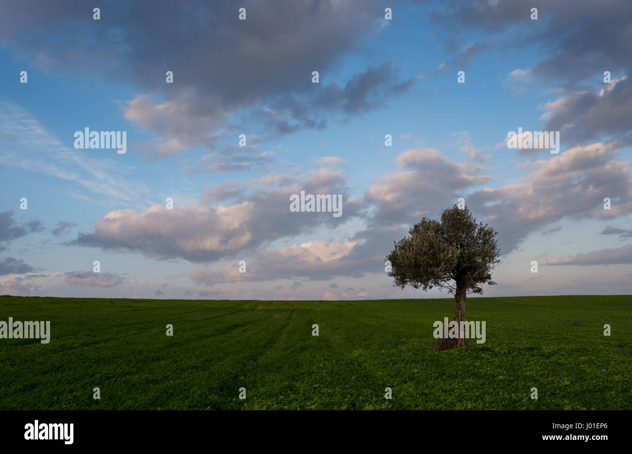 Field wheat solitary tree hi-res stock photography and images - Alamy