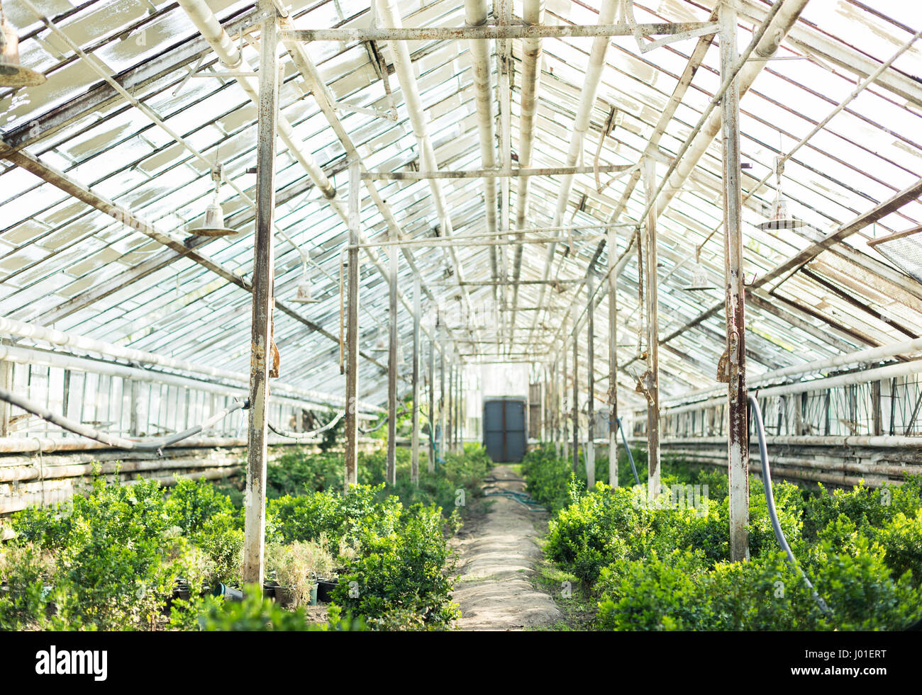 Growing plants in the old greenhouse Stock Photo Alamy