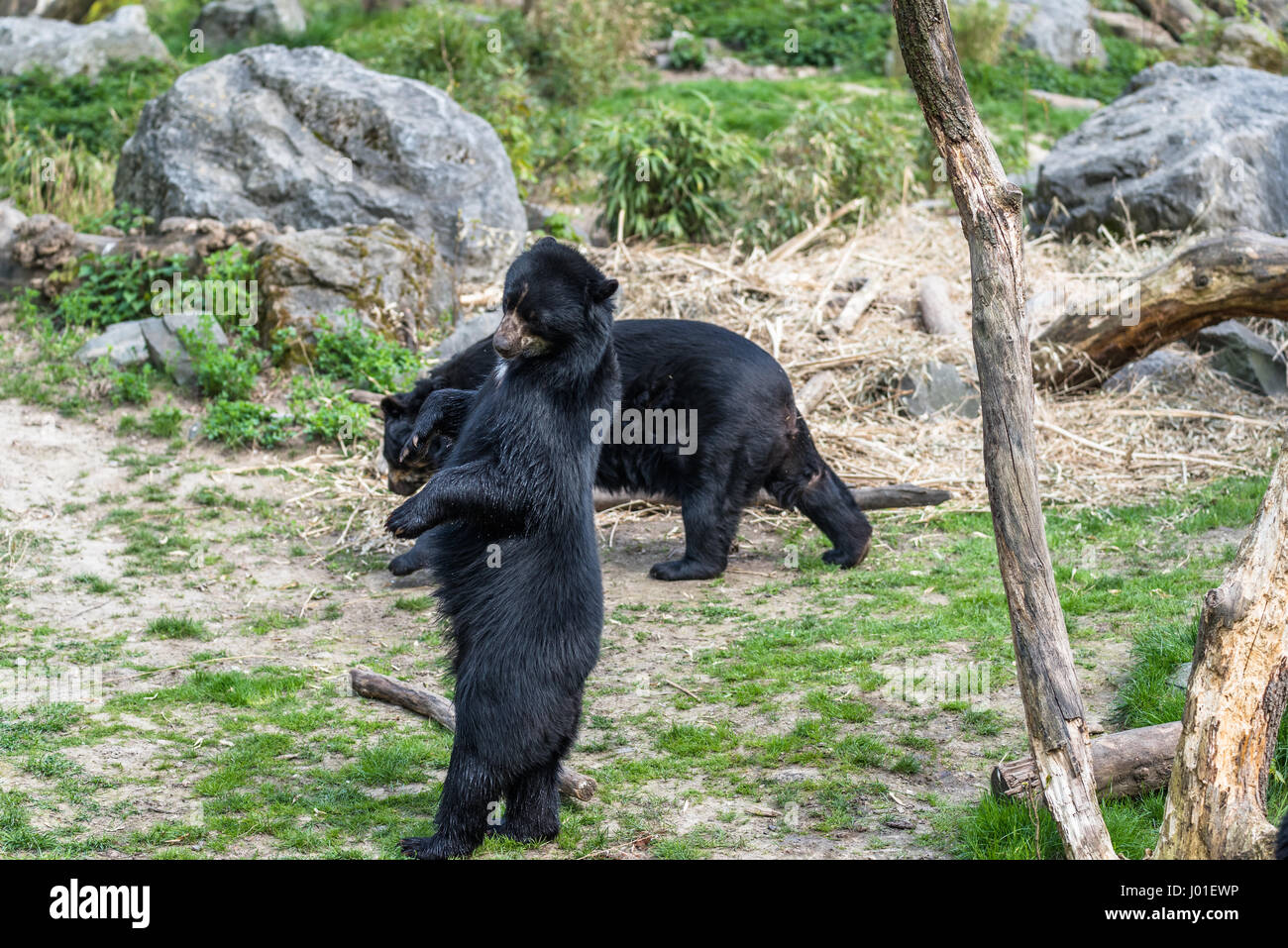 Grizzly bear standing roaring hi-res stock photography and images - Alamy