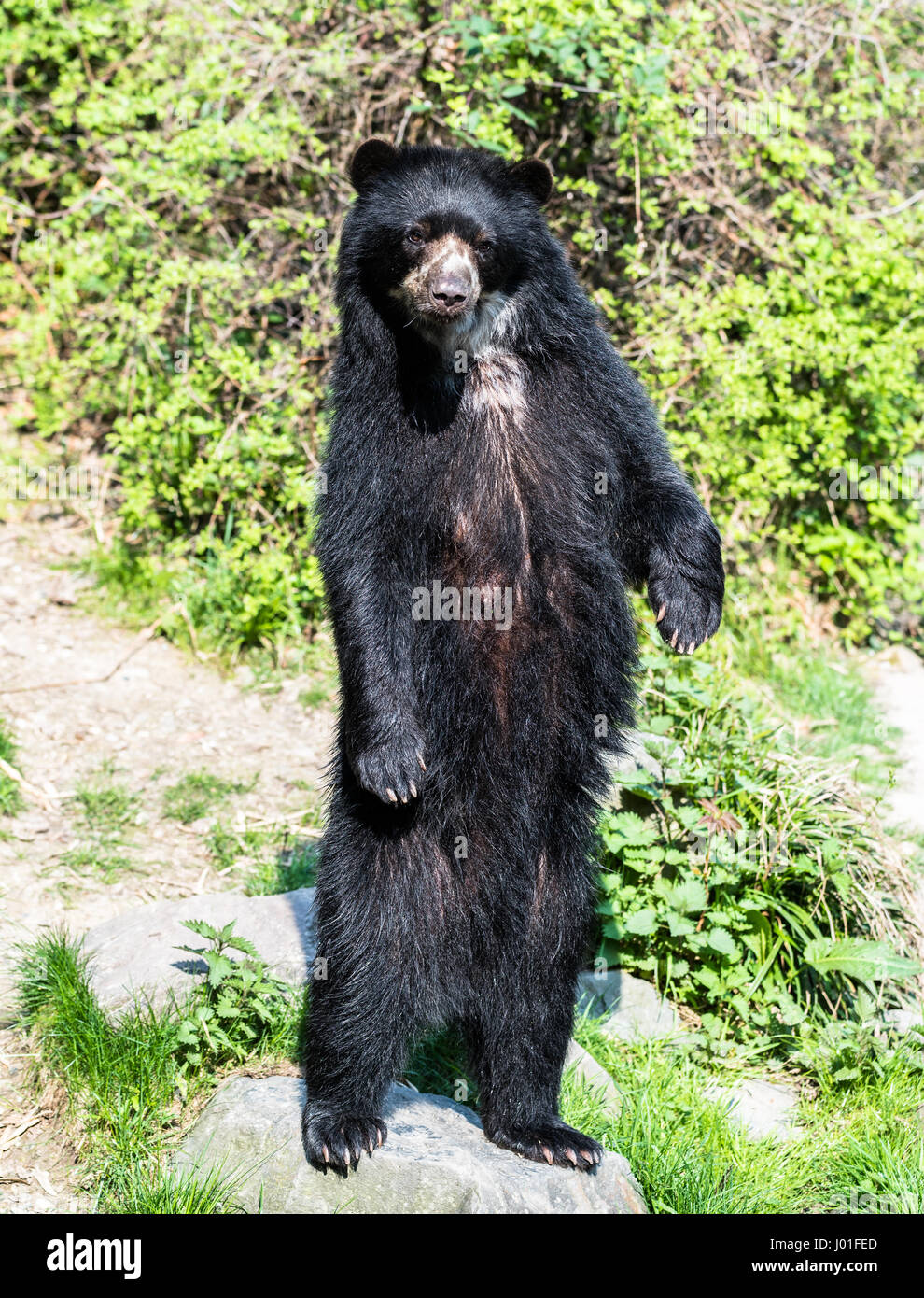 European black bear standing on its hind legs Stock Photo - Alamy