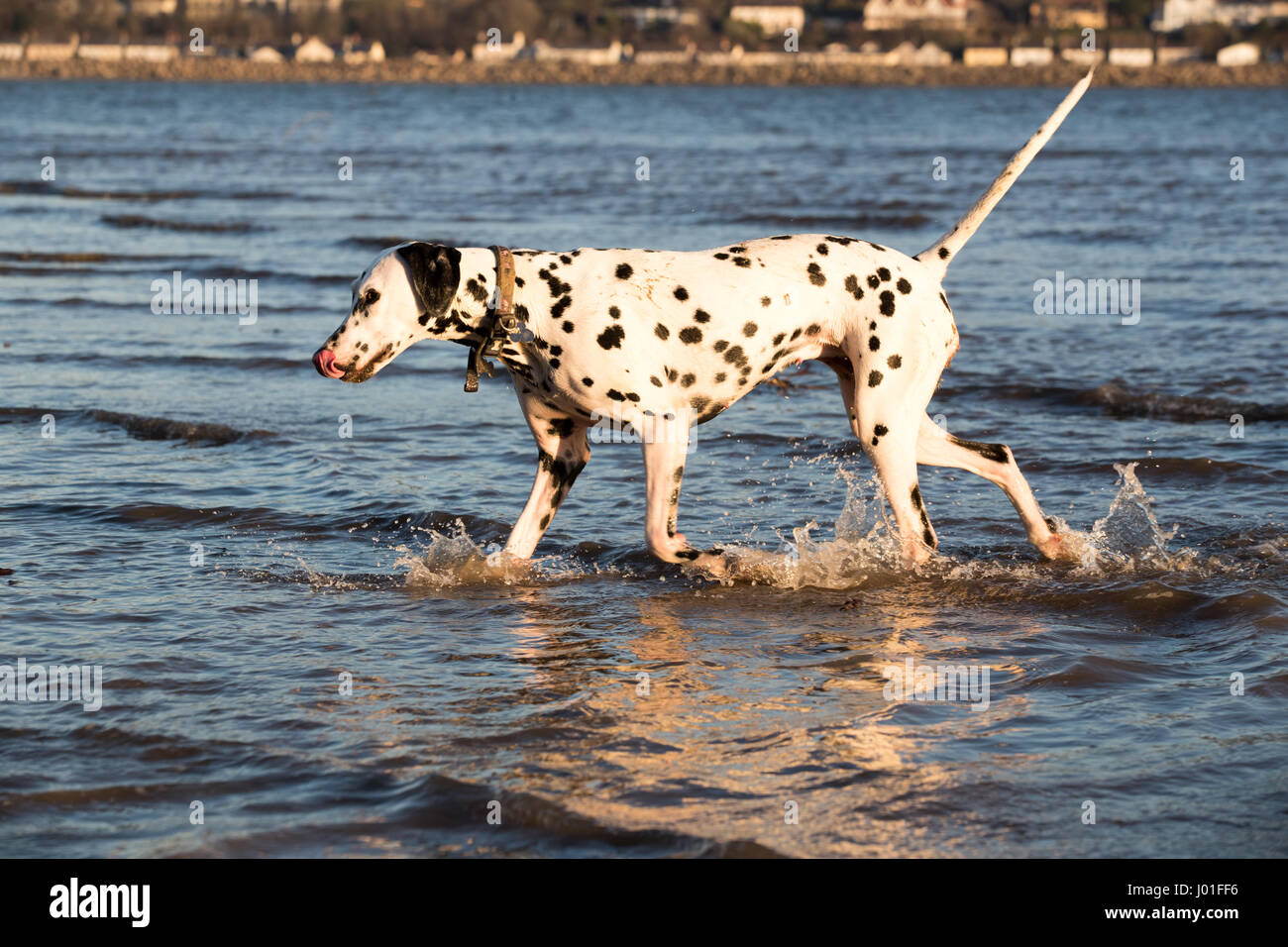 dalmatian dog collar
