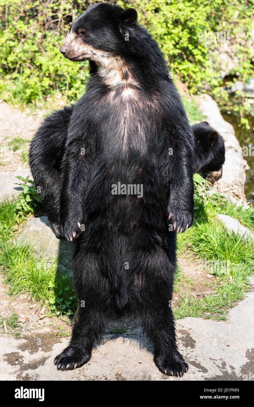 European black bear standing on its hind legs Stock Photo - Alamy