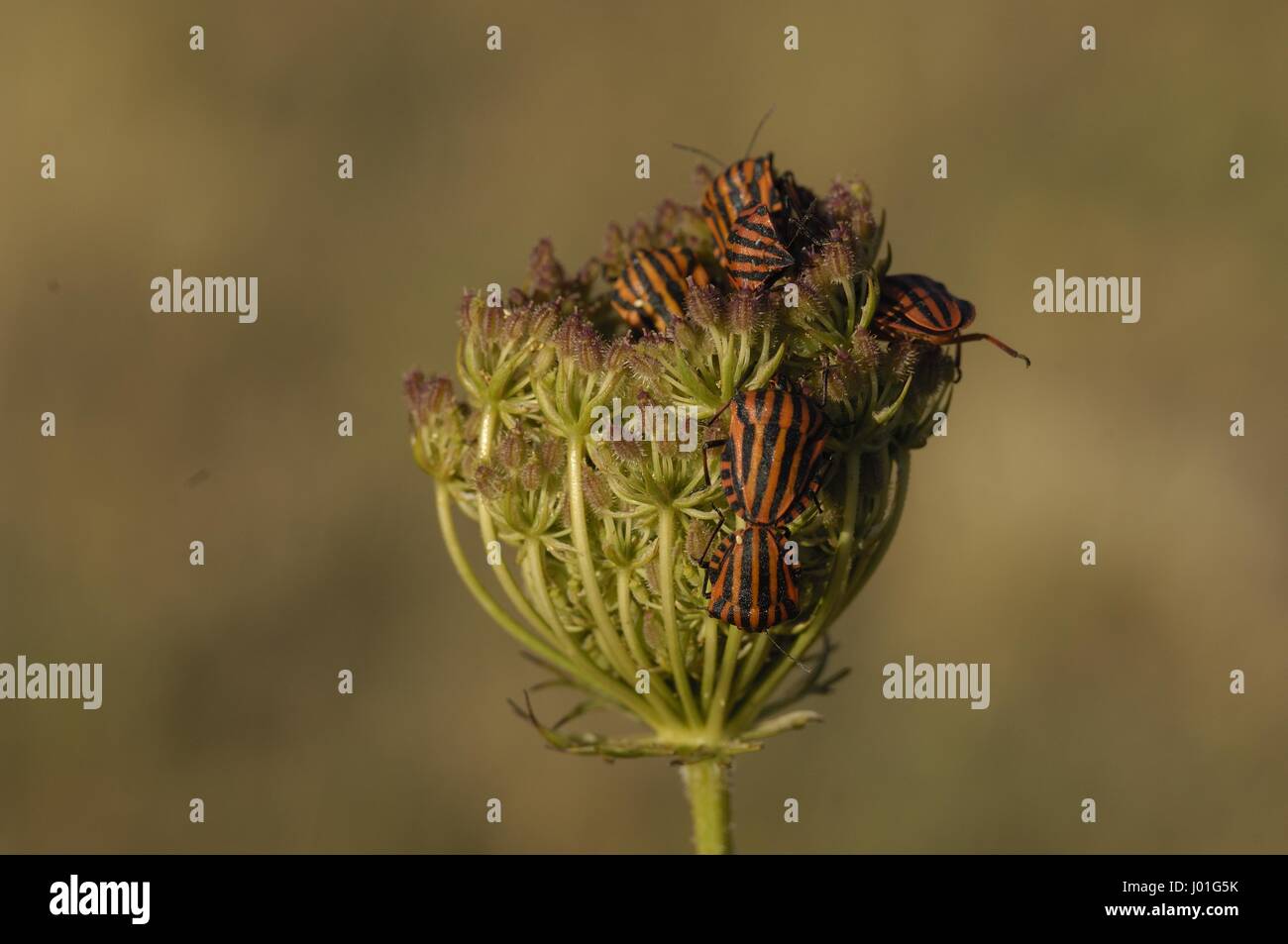 Shield Bug - Stink Bug - Italian Striped-Bug - Minstrel Bug (Graphosoma italicum - Graphosoma lineatum) on a flower of wild carrot Provence - France Stock Photo