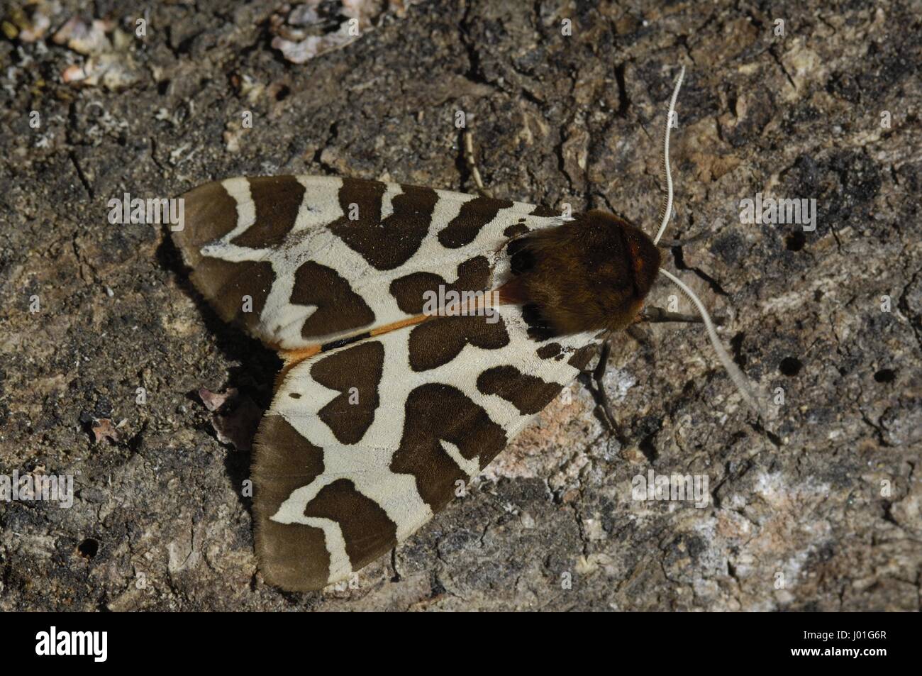 Garden Tiger Moth - Great Tiger Moth (Arctia caja) on bark Aveyron - France Stock Photo
