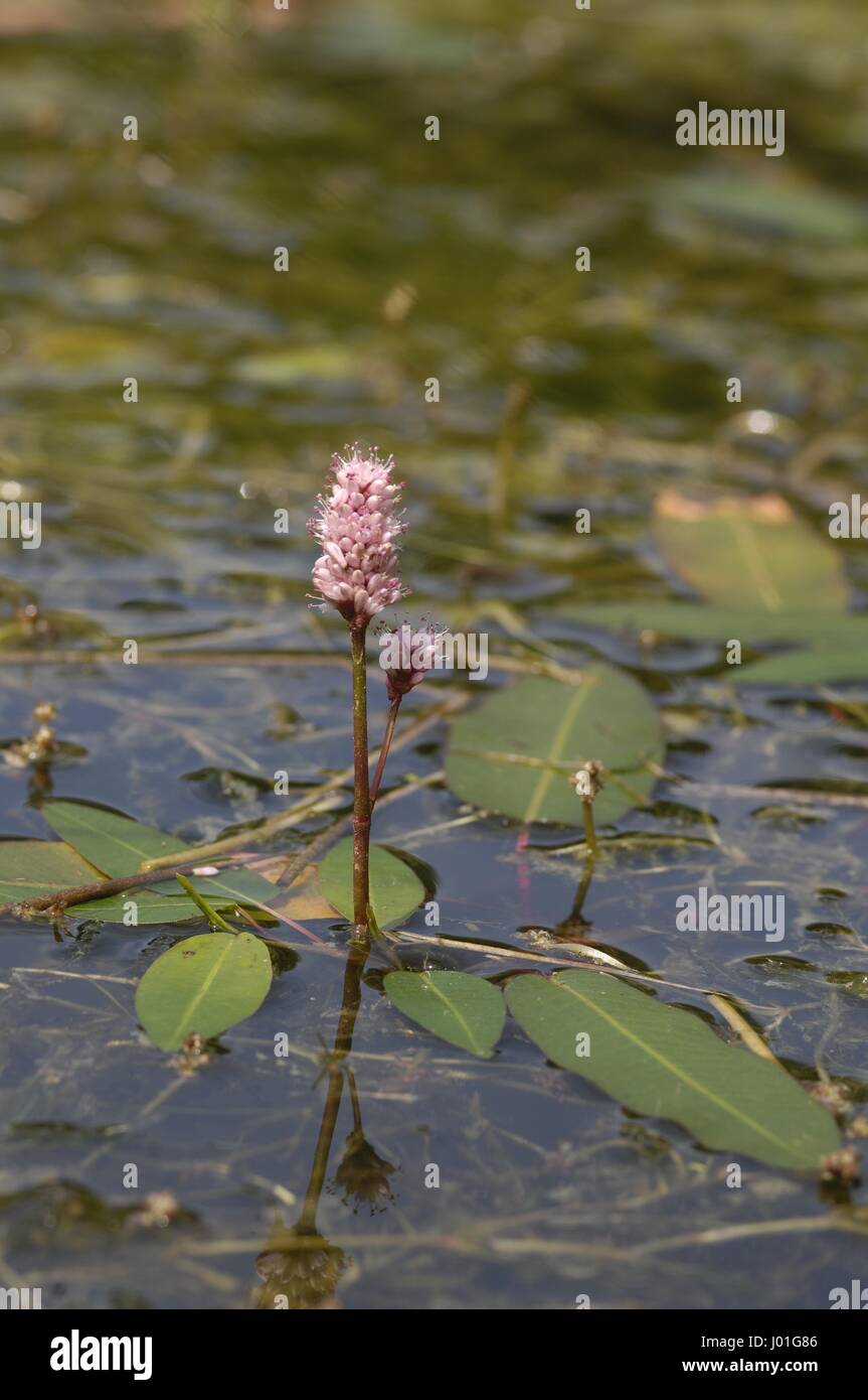 Water Smartweed - Longroot knotweed (Polygonum amphibium) flowering in a pond in summer Stock Photo