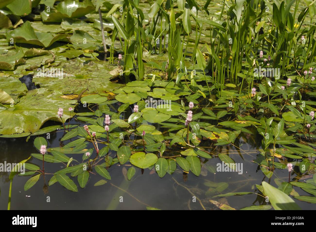 Water Smartweed - Longroot knotweed (Polygonum amphibium) flowering in a pond in summer Stock Photo