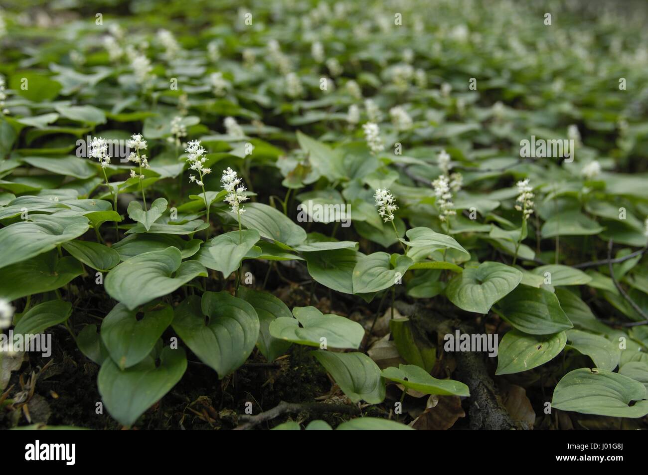 False Lilyofthevalley May Lily (Maianthemum bifolium) flowering at