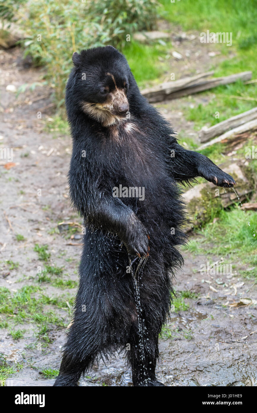 European black bear standing on its hind legs Stock Photo - Alamy