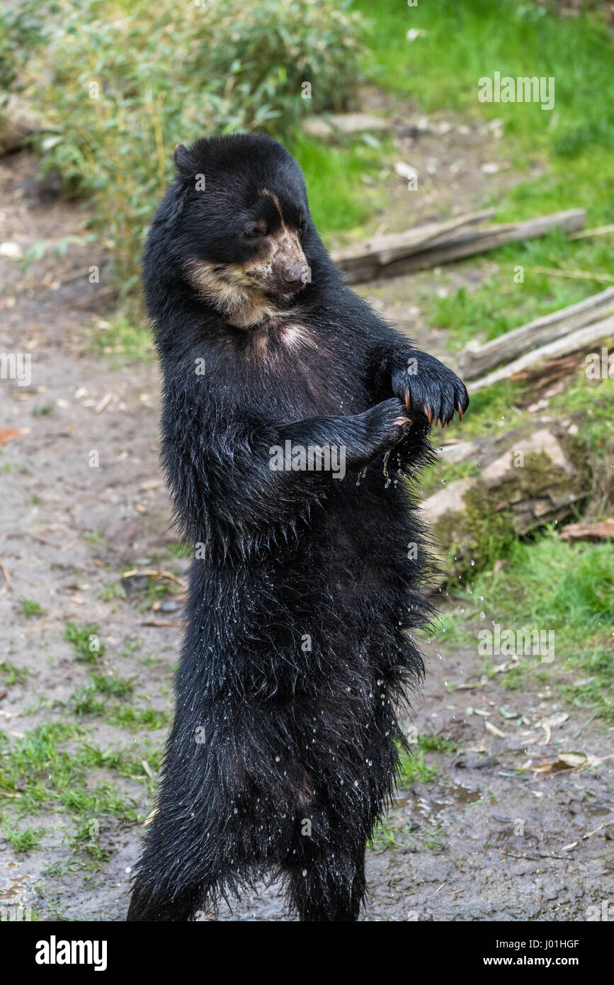 European black bear standing on its hind legs Stock Photo - Alamy