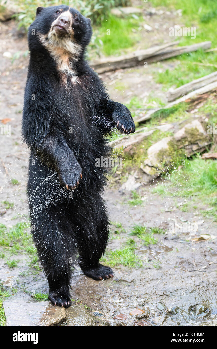 Grizzly bear standing roaring hi-res stock photography and images - Alamy