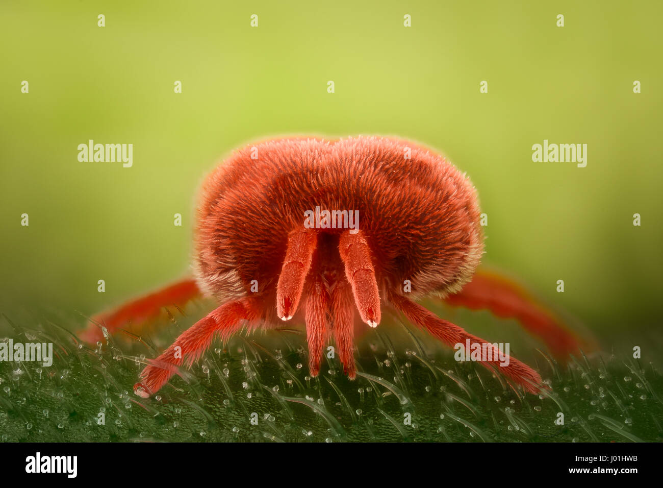 Extreme magnification - Red Velvet Mite, Trombidiidae Stock Photo