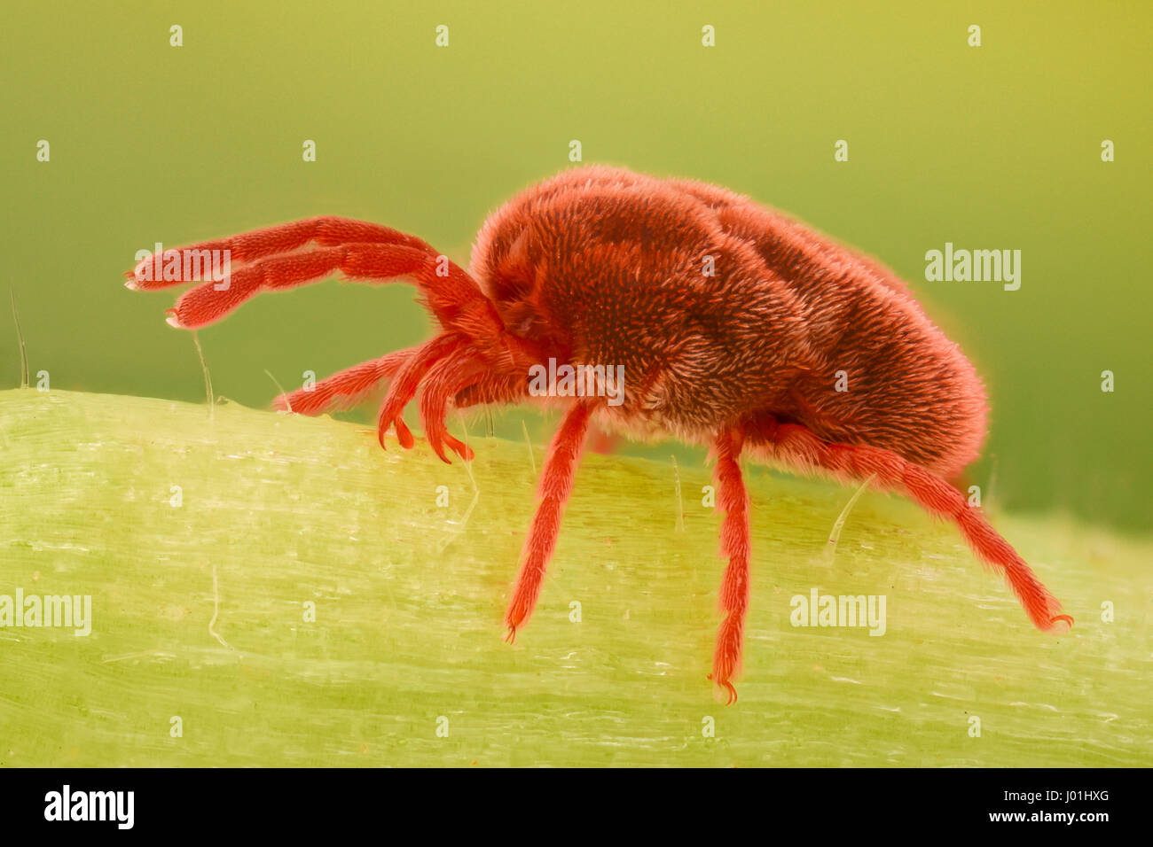 Extreme magnification - Red Velvet Mite, Trombidiidae Stock Photo
