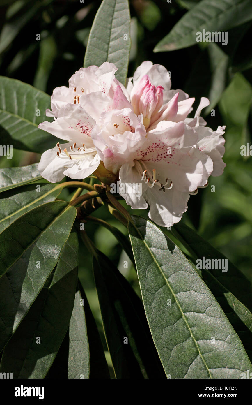 Rhododendron 'Boddaertianum' Stock Photo