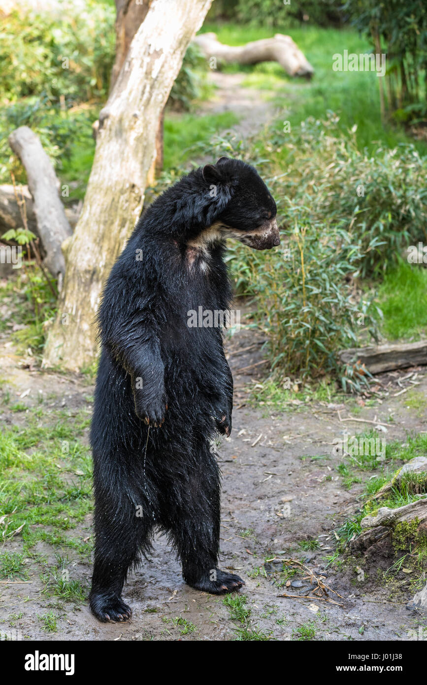 European black bear standing on its hind legs Stock Photo - Alamy