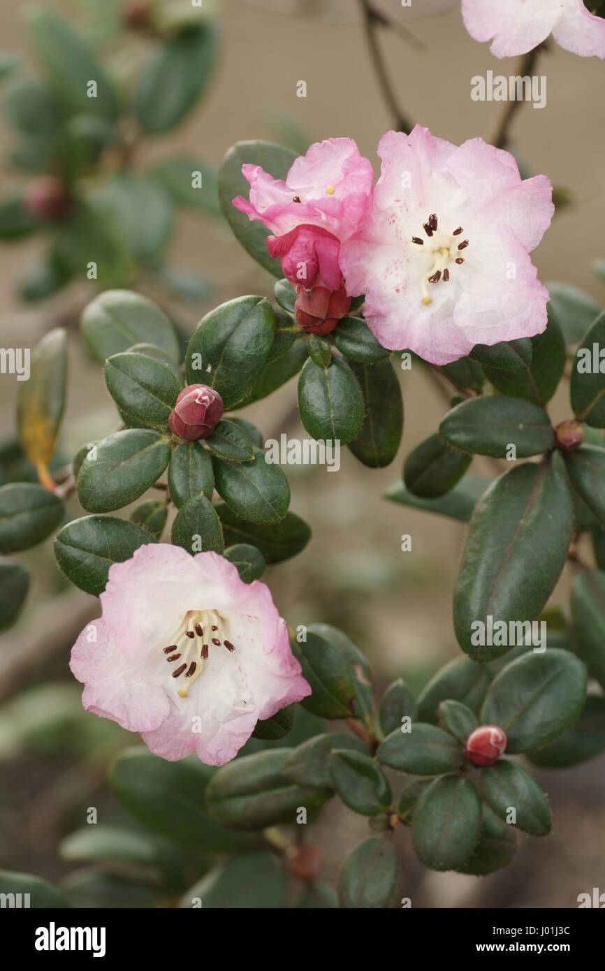 Rhododendron 'Bric-a-Brac' Stock Photo