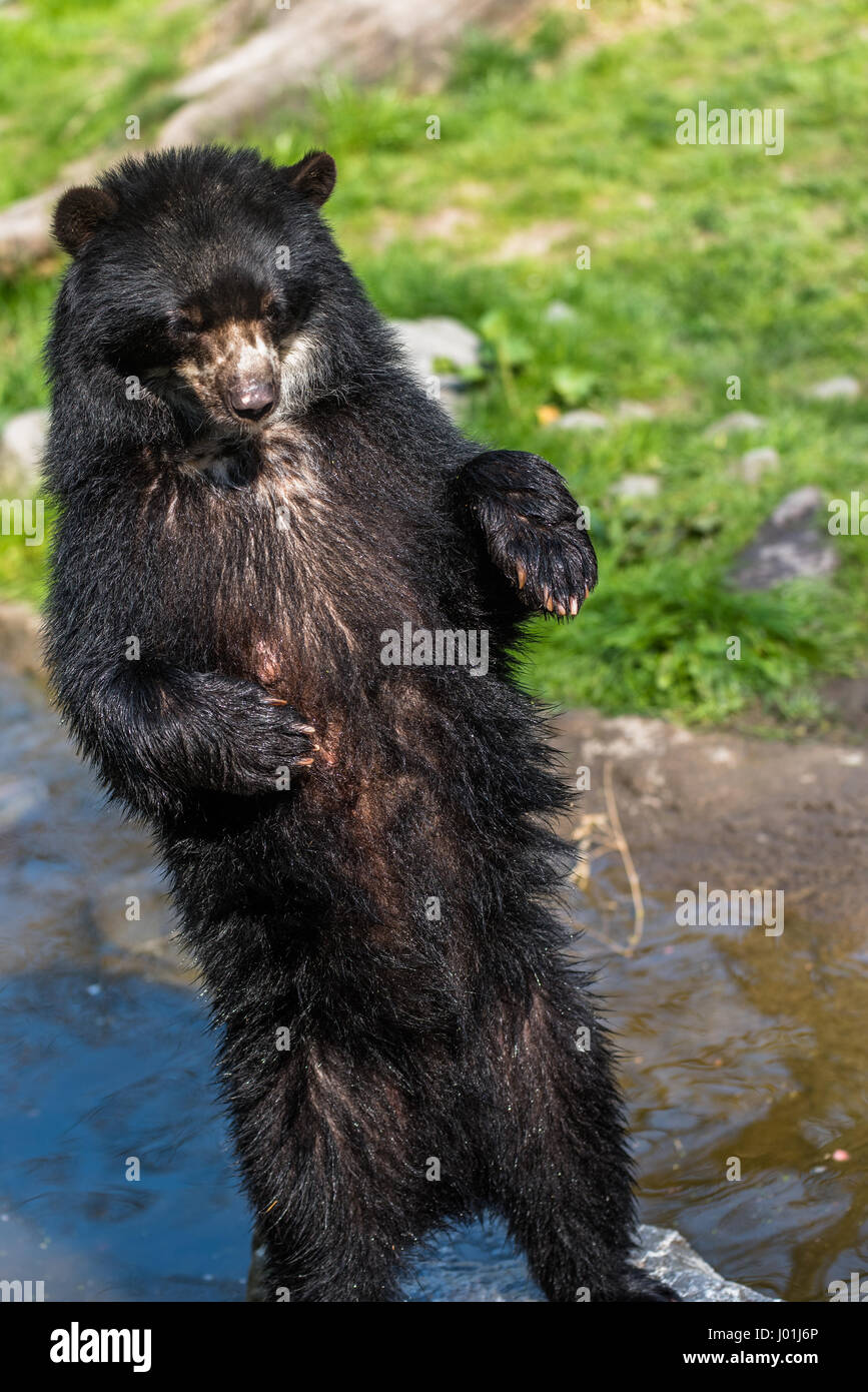 European black bear standing on its hind legs Stock Photo - Alamy