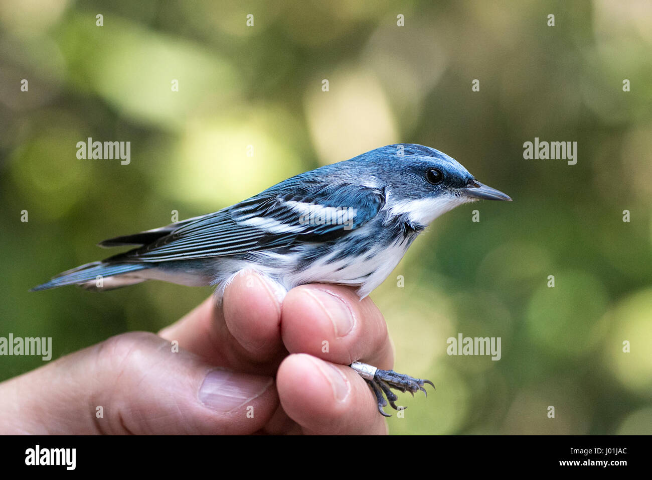 Cerulean Warbler banded and photographed in Belize. Stock Photo