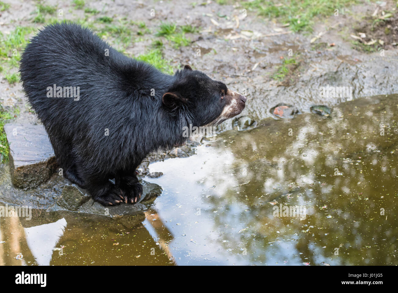European black bear cup trying to jump over a river Stock Photo Alamy