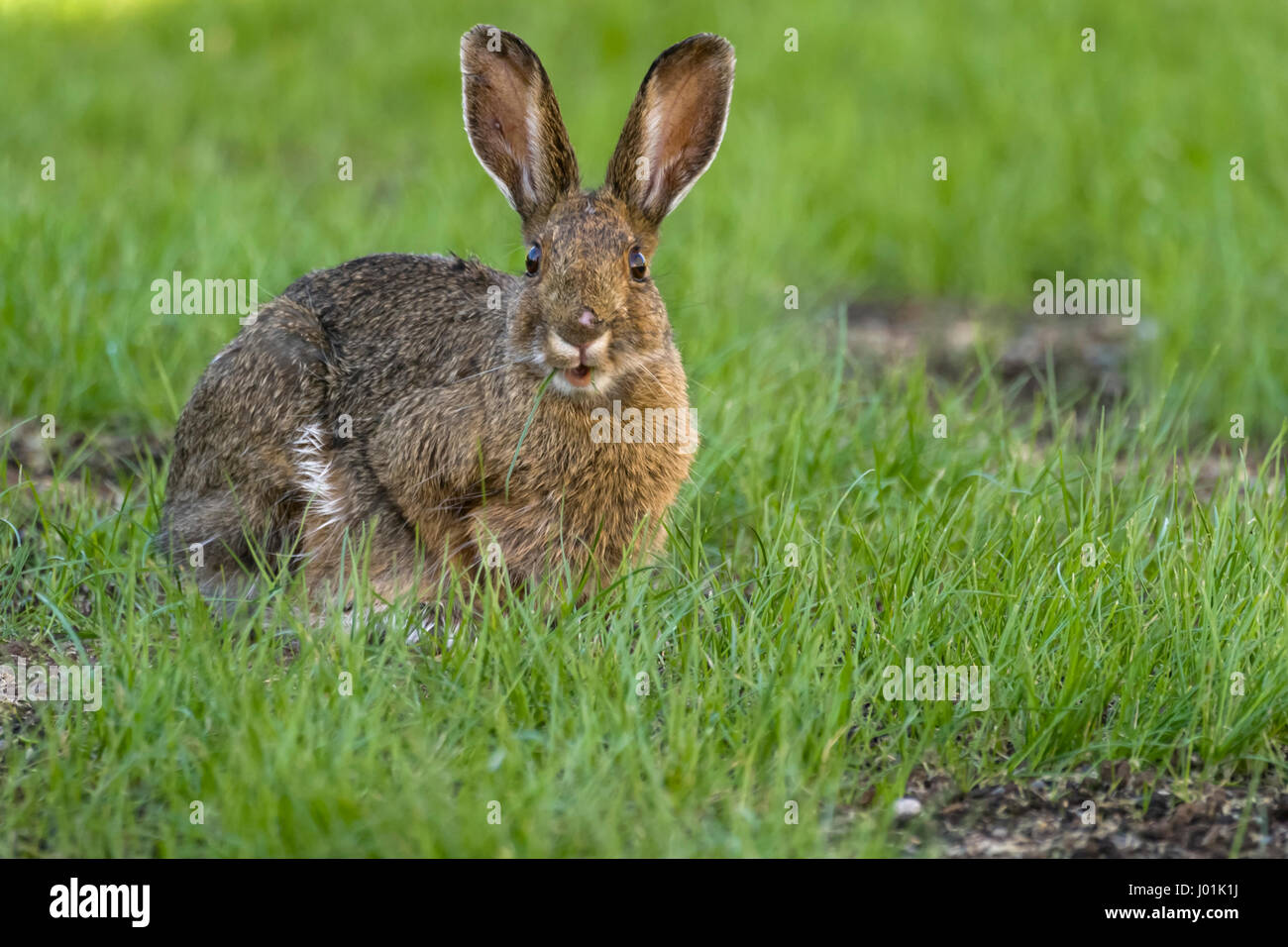 Snowshoe hare camouflage hires stock photography and images Alamy