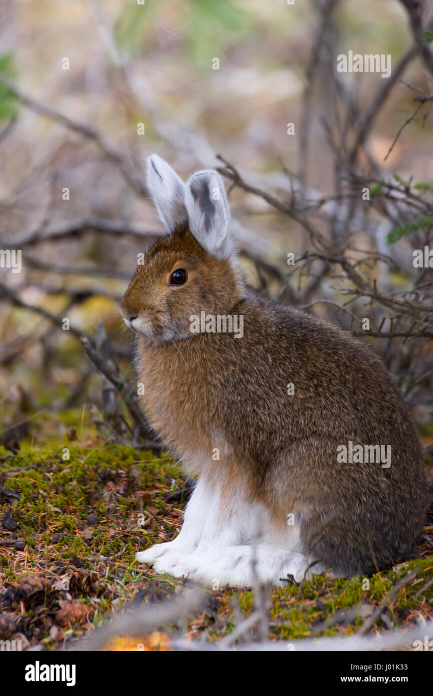 Snowshoe Hare (Lepus americanus) sitting on mossy area, hare begining