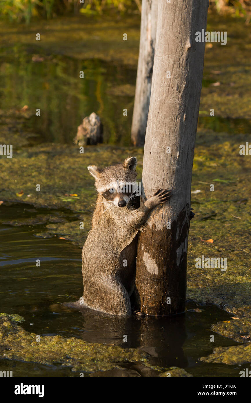 Raccoons in autumn hires stock photography and images Alamy