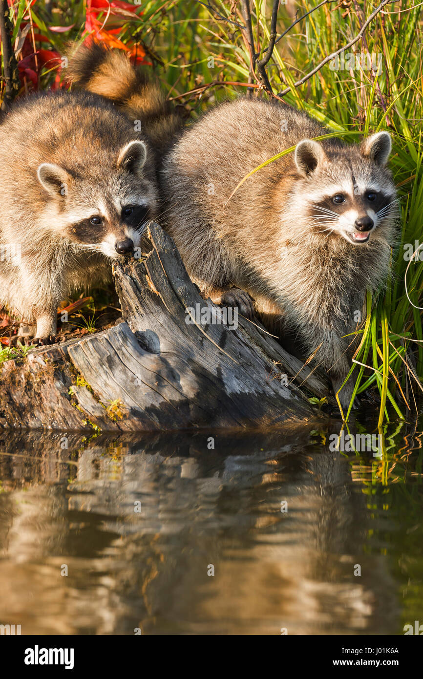 Raccoons in autumn hi-res stock photography and images - Alamy