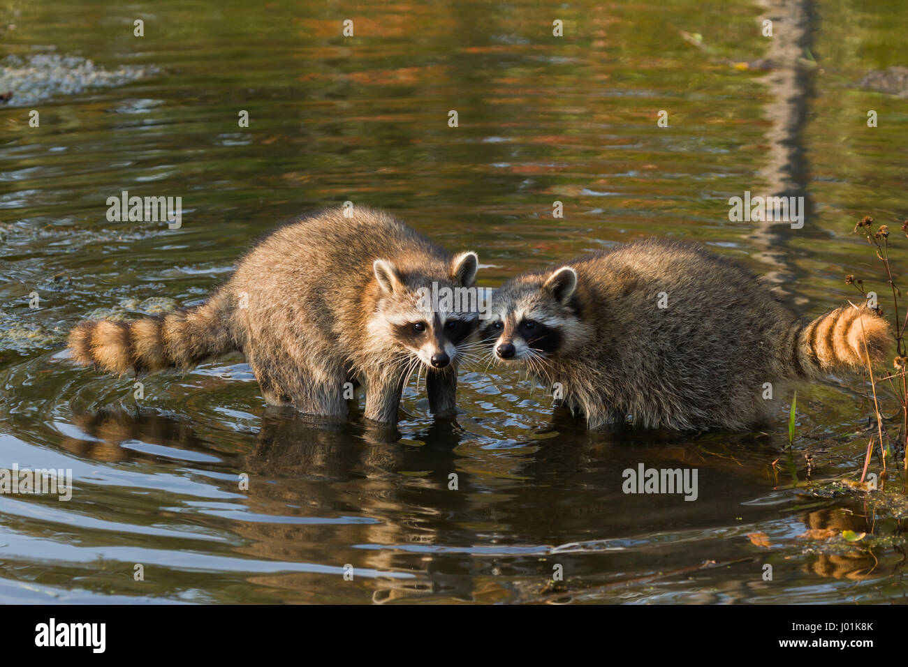 Common Raccoon (Procyon lotor) two raccoons in a pond Stock Photo - Alamy