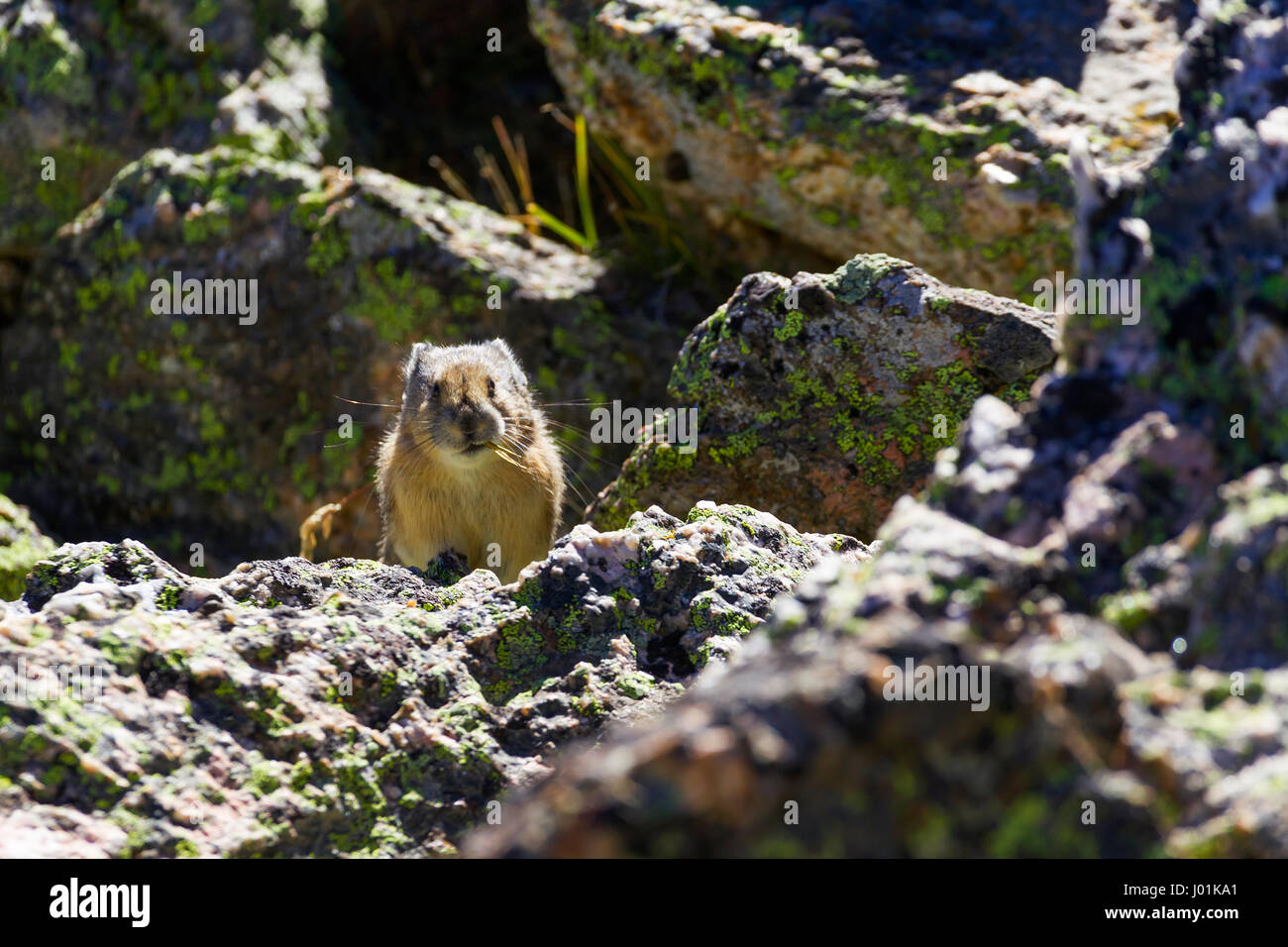 American Pika (Ochotona princeps) perched on a rock, Rocky Mountain NP, CO, USA Stock Photo