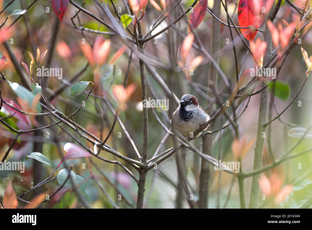 Wild European hummingbird sitting on a tree in a zoo Stock Photo Alamy