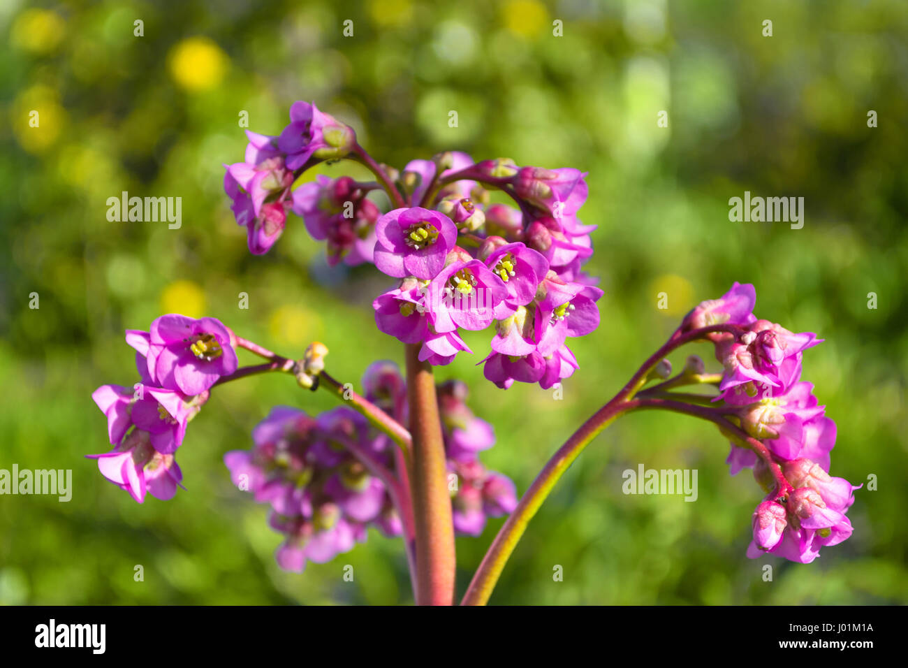 Bergenia flowers on natural background Stock Photo