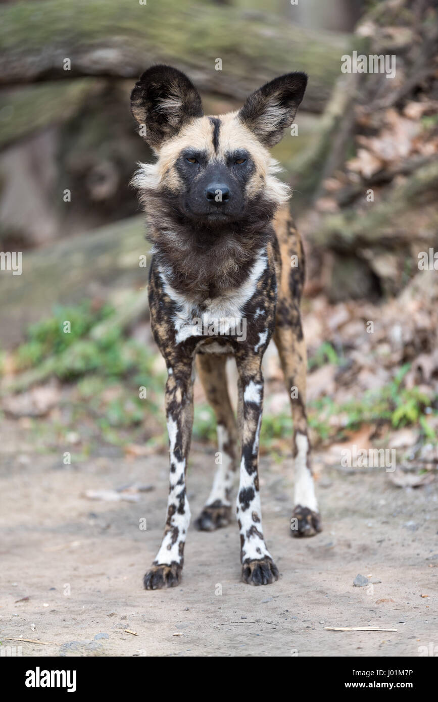 African wild dog scanning its surroudnings Stock Photo