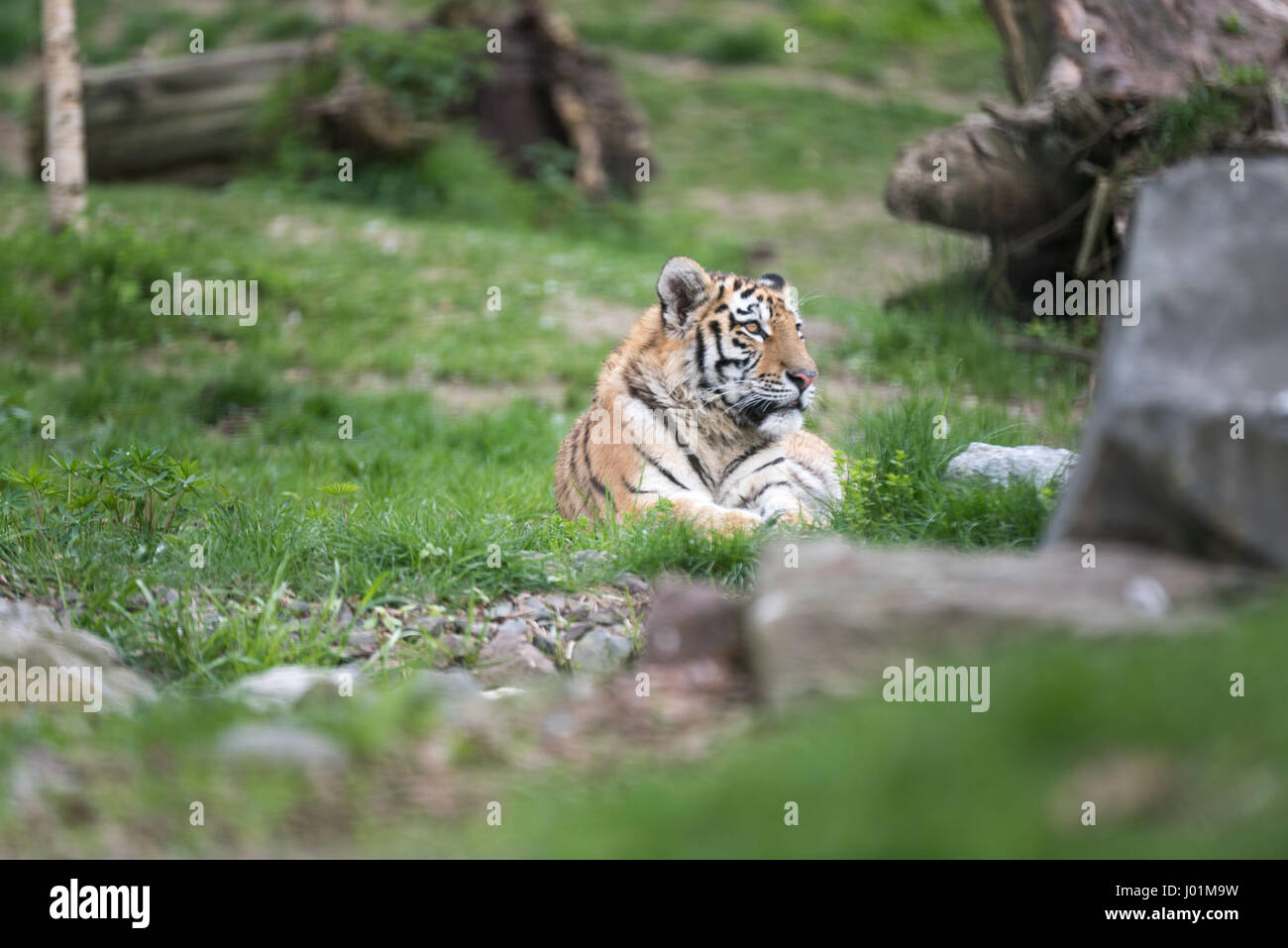Tiger Relaxing In The Sun In A Zoo Stock Photo Alamy