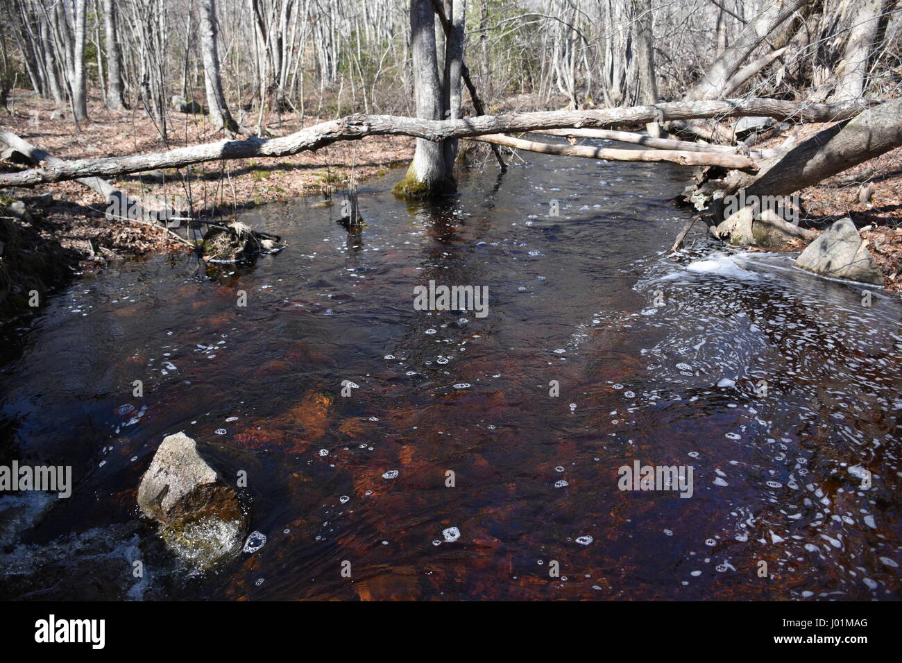 Borden Brook flows with copper colored water that originates from a swamp at Weetamoo Woods. Stock Photo