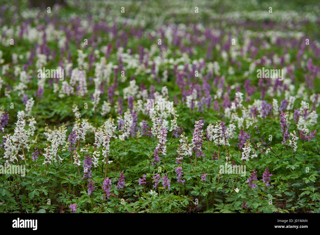 Fumewort Corydalis bulbosa solida blooming in the habitat Stock Photo