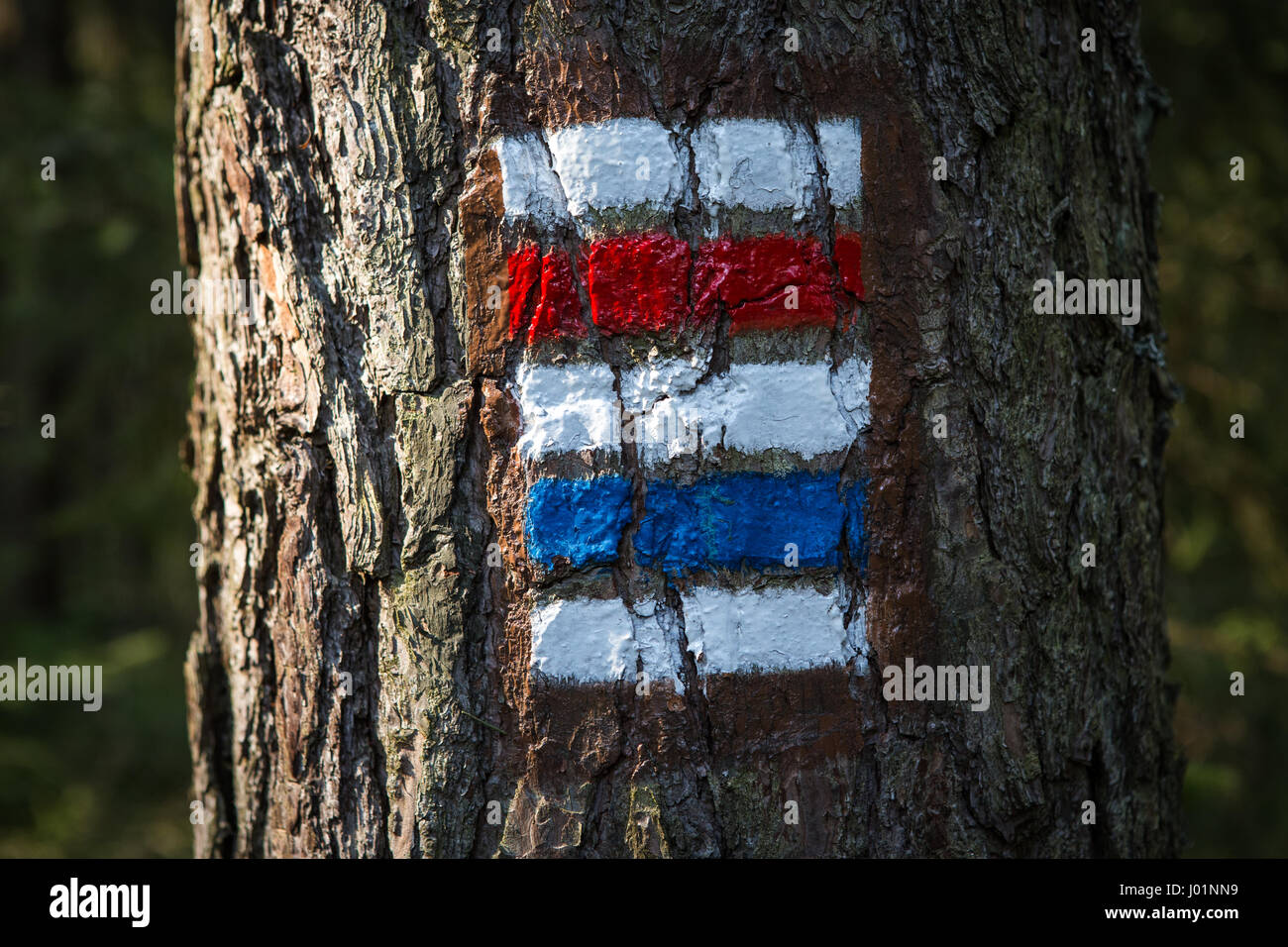 Colorful signs for hiking on the bark of a tree Stock Photo - Alamy