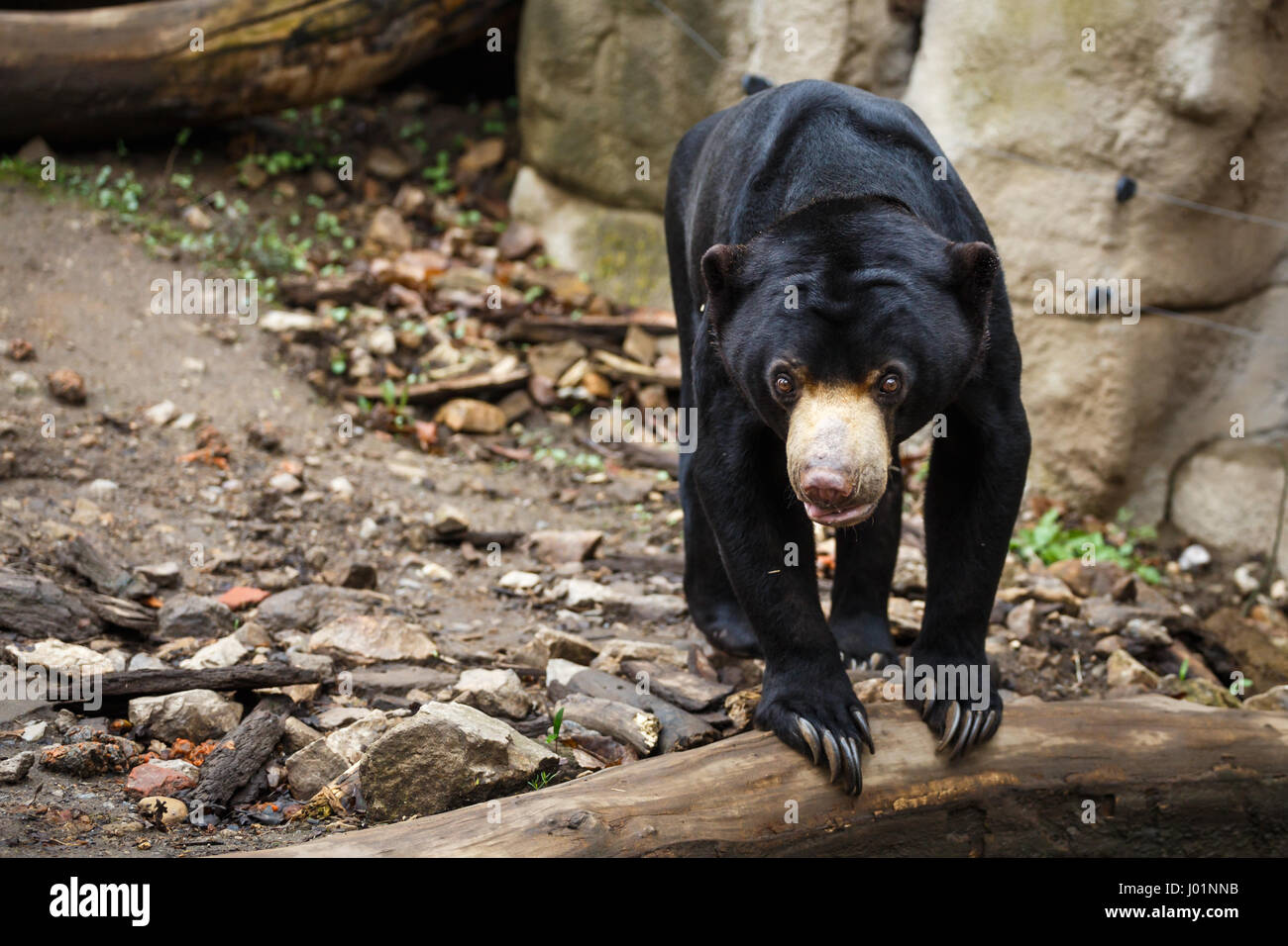 Sun bear also known as a Malaysian bear (Helarctos malayanus) Stock Photo