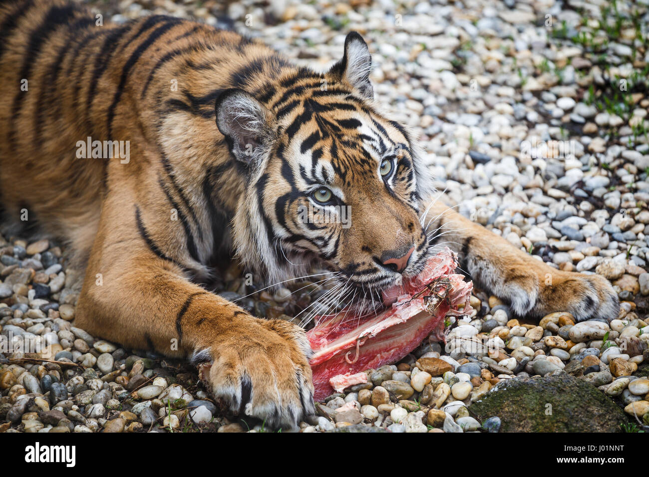 Tiger sumatran eating his lunch, Panthera tigris sumatrae Stock Photo