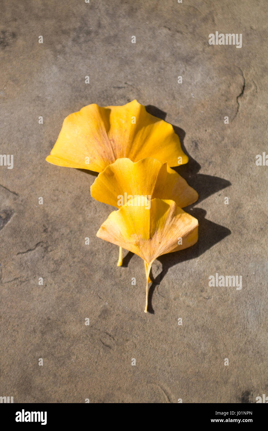 Gingko leaves hires stock photography and images Alamy