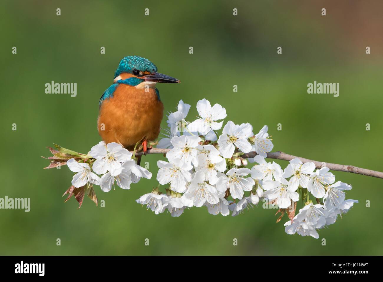 Kingfisher (Alcedo atthis), male sitting on a flowering branch, wild