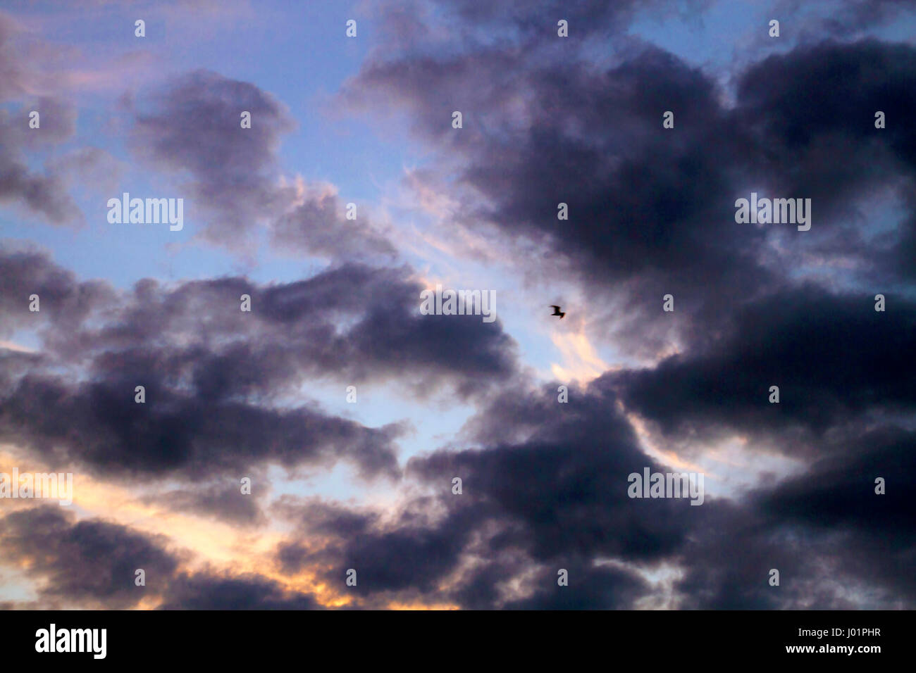 A lone bird flies through colorfully contrasting clouds high above around sunset Stock Photo