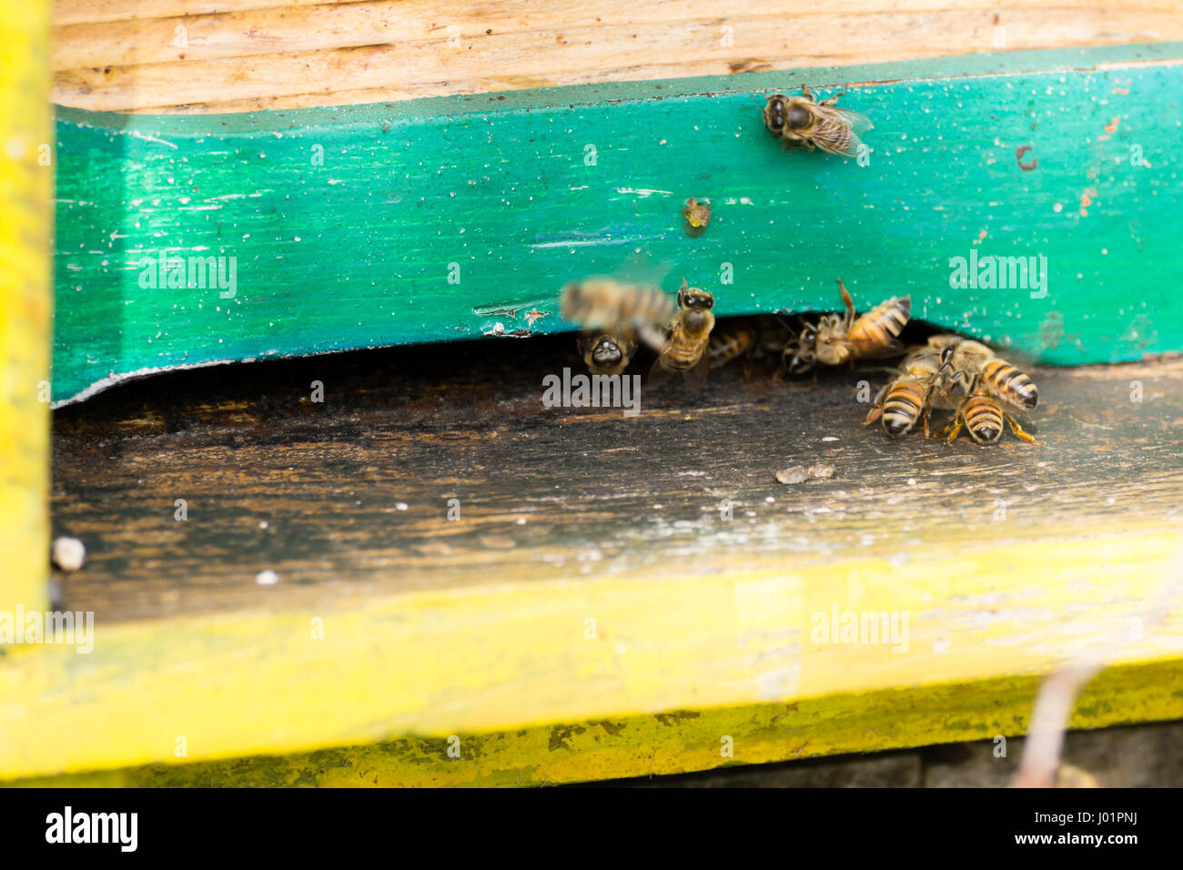 Bee with pollen that enter in the hive. Rural life, beekeeping. Bees