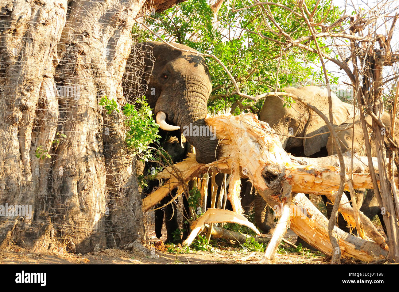 Elephant eating from tree hires stock photography and images Alamy