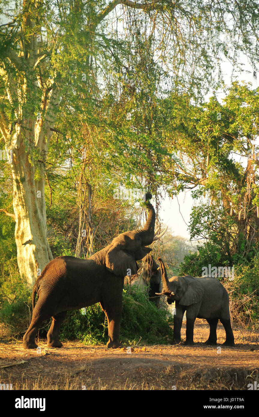 African elephants eating from tree Stock Photo Alamy
