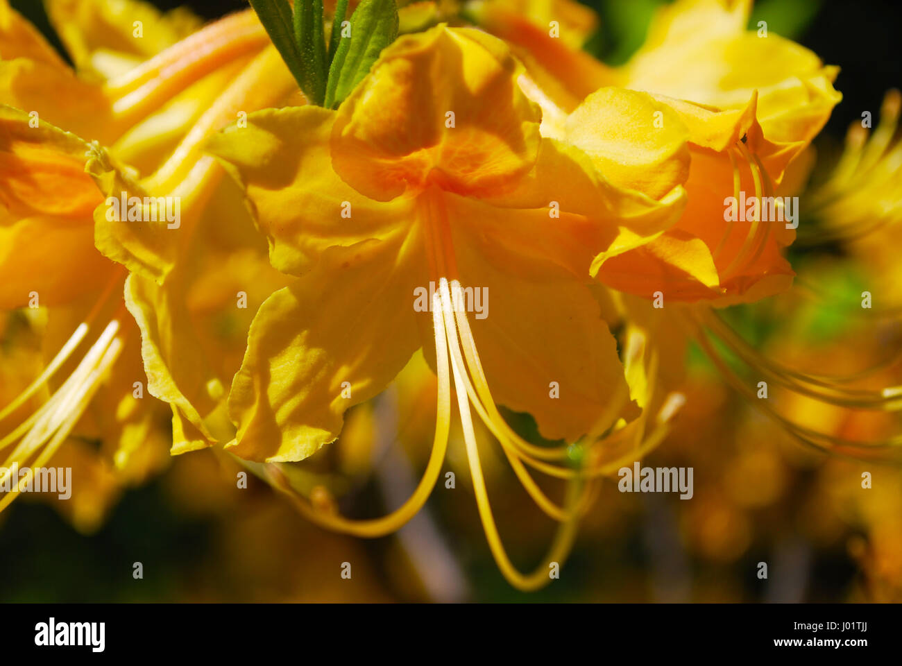Yellow Dwarf Rhododendron Stock Photo