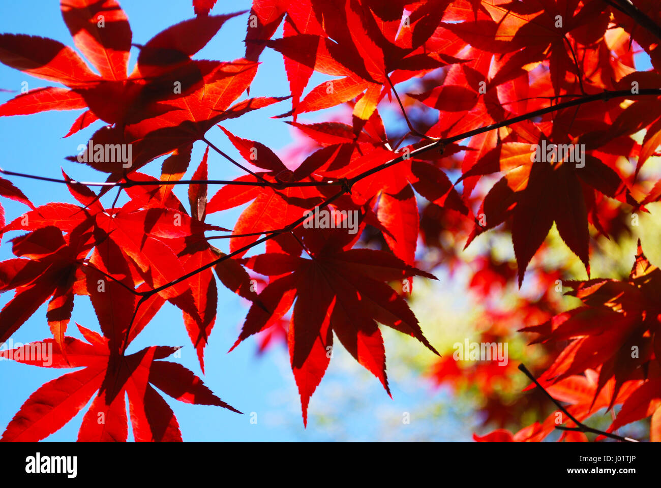 Closeup japanese maple hi-res stock photography and images - Alamy