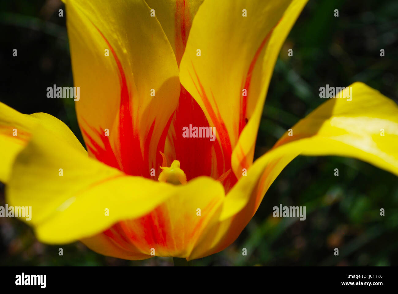 Red and Yellow Tulip Stock Photo